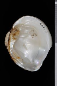 To ANSP Malacology Collection in GBIF (catalog no. 20249)