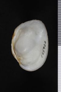 To ANSP Malacology Collection in GBIF (catalog no. 125920)