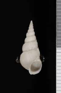 To ANSP Malacology Collection in GBIF (catalog no. 19575)