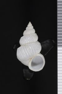 To ANSP Malacology Collection in GBIF (catalog no. 391939)