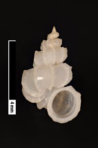 To ANSP Malacology Collection in GBIF (catalog no. 127834)