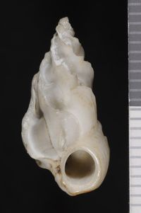 To ANSP Malacology Collection in GBIF (catalog no. 155535)