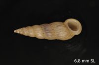 To ANSP Malacology Collection in GBIF (catalog no. 157988)