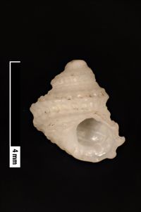 To ANSP Malacology Collection in GBIF (catalog no. 40671)