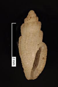 To ANSP Malacology Collection in GBIF (catalog no. 15663)