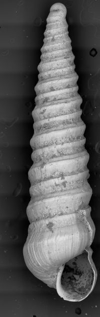 To ANSP Malacology Collection in GBIF (catalog no. 69782)