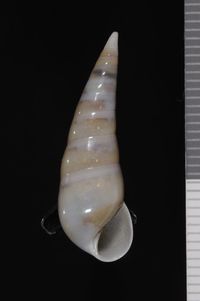 To ANSP Malacology Collection in GBIF (catalog no. 355194)