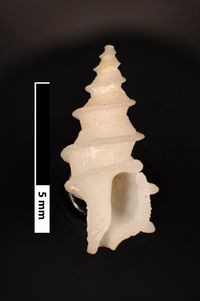 To ANSP Malacology Collection in GBIF (catalog no. 15806)