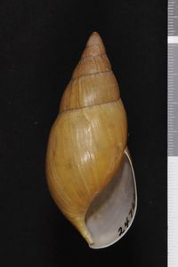 To ANSP Malacology Collection in GBIF (catalog no. 24760)