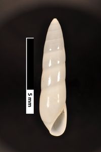 To ANSP Malacology Collection in GBIF (catalog no. 80637)