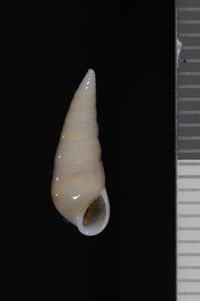 To ANSP Malacology Collection in GBIF (catalog no. 88309)