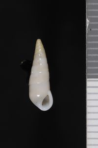 To ANSP Malacology Collection in GBIF (catalog no. 88311)