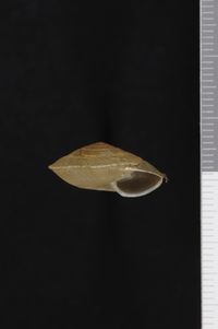 To ANSP Malacology Collection in GBIF (catalog no. 84926)