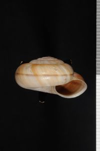 To ANSP Malacology Collection in GBIF (catalog no. 159706)
