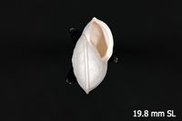 To ANSP Malacology Collection in GBIF (catalog no. 97150)