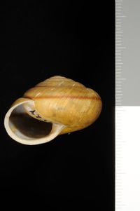 To ANSP Malacology Collection in GBIF (catalog no. 87524)