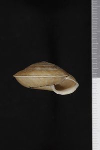 To ANSP Malacology Collection in GBIF (catalog no. 84924)