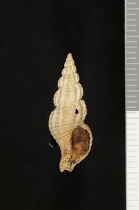 To ANSP Malacology Collection in GBIF (catalog no. 80394)