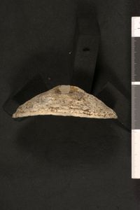 To ANSP Malacology Collection in GBIF (catalog no. 61923)