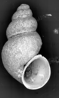 To ANSP Malacology Collection in GBIF (catalog no. 66110)