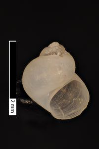 To ANSP Malacology Collection in GBIF (catalog no. 73607)