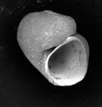 To ANSP Malacology Collection in GBIF (catalog no. 141266)