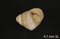 To ANSP Malacology Collection in GBIF (catalog no. 164091)