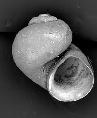 To ANSP Malacology Collection in GBIF (catalog no. 115948)