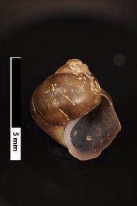 To ANSP Malacology Collection in GBIF (catalog no. 27767)