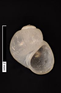 To ANSP Malacology Collection in GBIF (catalog no. 67278)