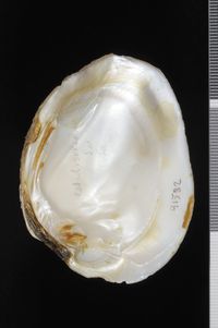 To ANSP Malacology Collection in GBIF (catalog no. 41582)