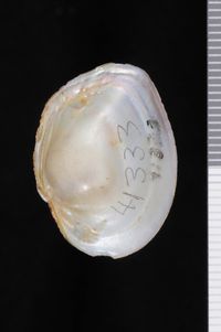 To ANSP Malacology Collection in GBIF (catalog no. 41333)