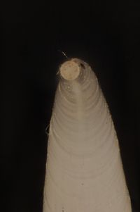 To ANSP Malacology Collection in GBIF (catalog no. 71081)