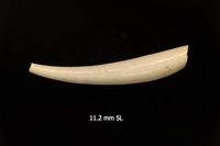 To ANSP Malacology Collection in GBIF (catalog no. 35579)