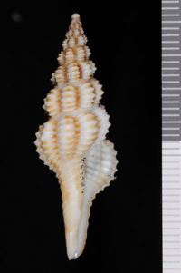 To ANSP Malacology Collection in GBIF (catalog no. 401336)