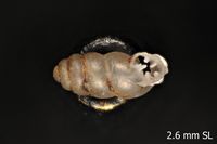 To ANSP Malacology Collection in GBIF (catalog no. 48463)