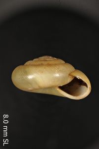 To ANSP Malacology Collection in GBIF (catalog no. 76988)