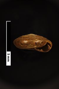 To ANSP Malacology Collection in GBIF (catalog no. 75730)