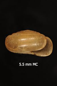 To ANSP Malacology Collection in GBIF (catalog no. 73648)