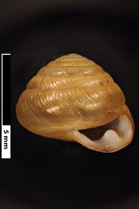 To ANSP Malacology Collection in GBIF (catalog no. 67594)