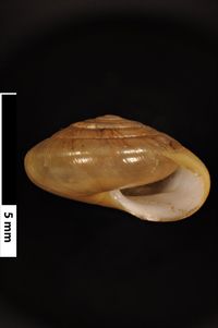 To ANSP Malacology Collection in GBIF (catalog no. 56979)