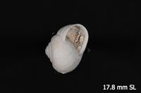 To ANSP Malacology Collection in GBIF (catalog no. 128541)