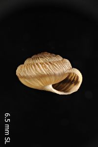To ANSP Malacology Collection in GBIF (catalog no. 97088)