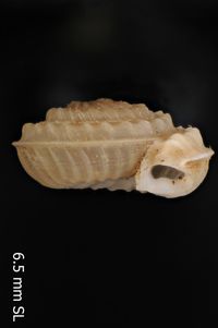 To ANSP Malacology Collection in GBIF (catalog no. 97091)