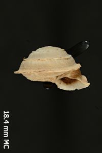 To ANSP Malacology Collection in GBIF (catalog no. 97094)