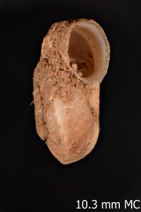 To ANSP Malacology Collection in GBIF (catalog no. 97113)