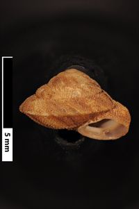 To ANSP Malacology Collection in GBIF (catalog no. 97114)