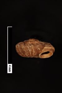To ANSP Malacology Collection in GBIF (catalog no. 97115)