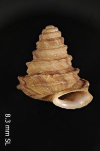 To ANSP Malacology Collection in GBIF (catalog no. 97125)