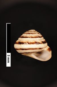 To ANSP Malacology Collection in GBIF (catalog no. 97077)